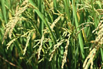 有機質肥料アキポスト(コンポスト)を稲作に